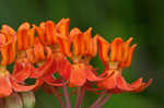 Fewflowered milkweed